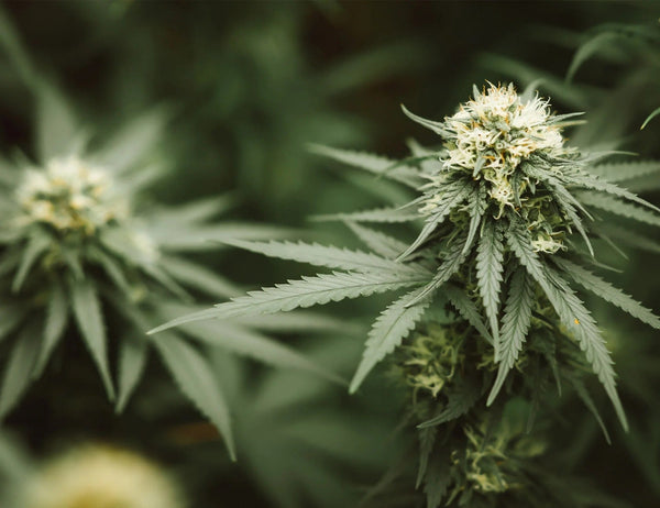 10-OH-HHC: The New HHC?