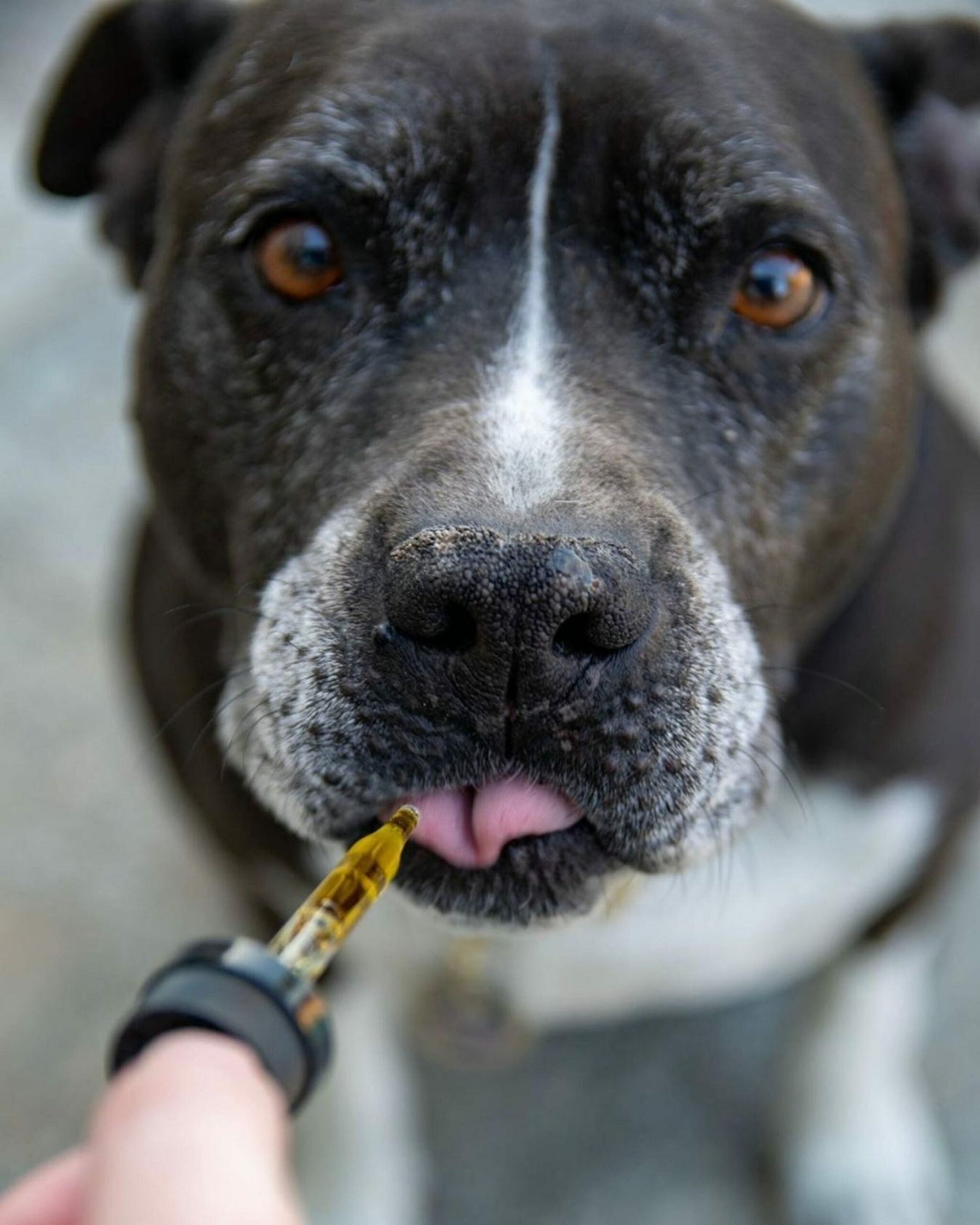Le CBD est-il bon pour les animaux de compagnie ? - 420 Green road