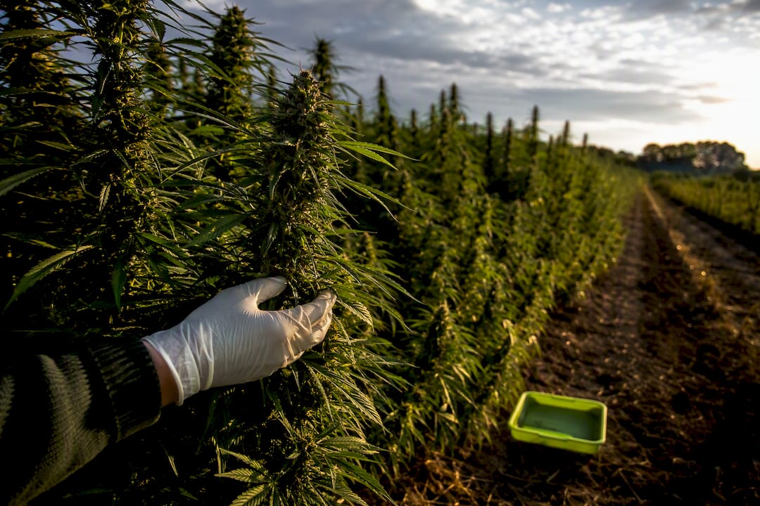 Le CBD légal en France : ce qui est autorisé en 2026 - 420 Green road