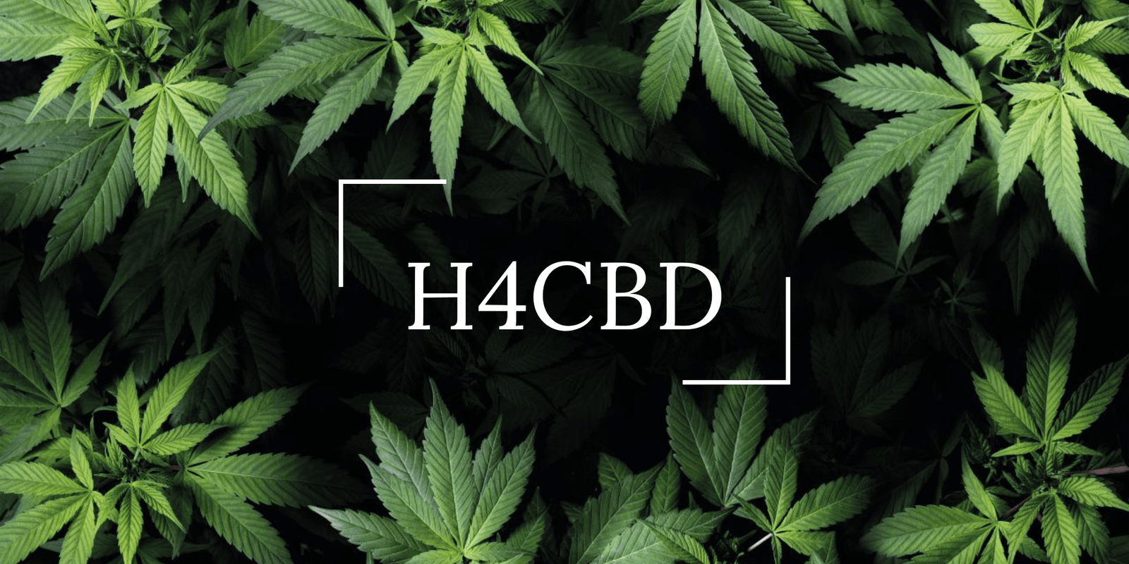 Le H4CBD : C'est quoi ? - 420 Green road