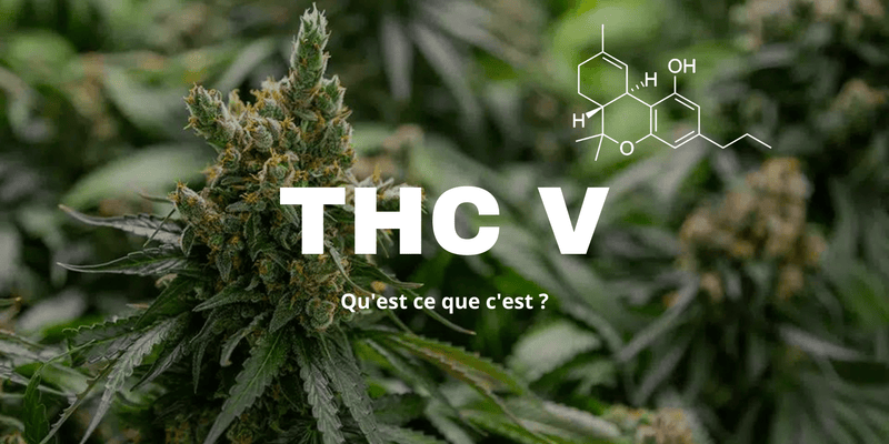 Tout savoir sur le THCV : Qu'est ce que c'est ? - 420 Green road