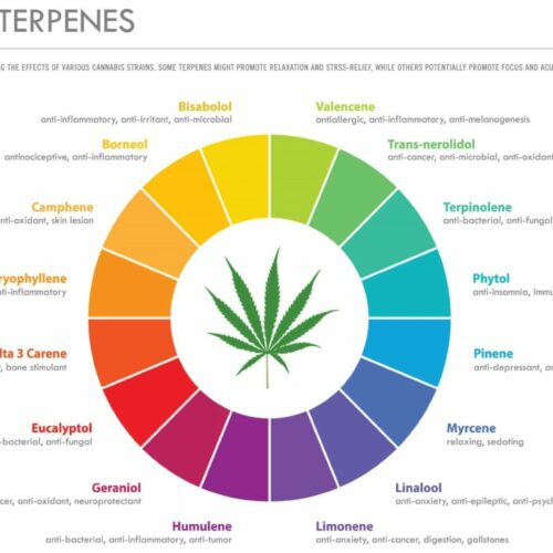 Cannabis-Terpene