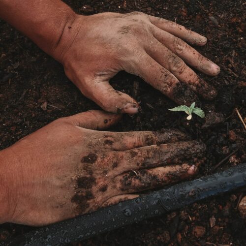 planta verde en la mano de las personas