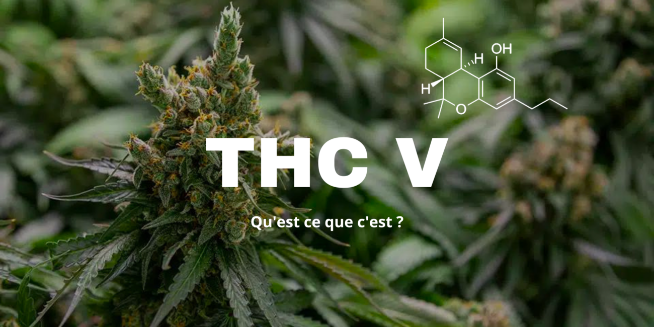 THCV Tout savoir