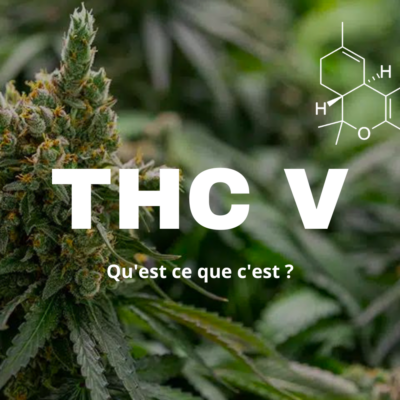 THCV Tout savoir