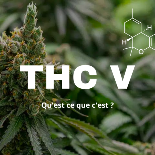 THCV All about