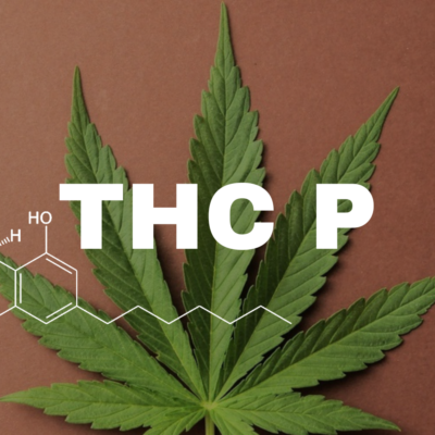 What is THCP?