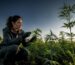 Taux de THC à 0,3 % en France : ce que dit vraiment la loi - 420 Green road